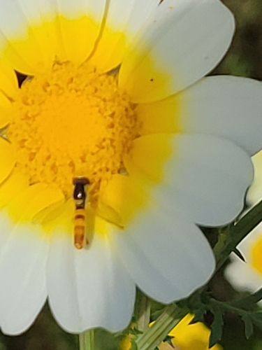 Unknown species found near Ballona Wetlands Ecological Reserve, Los Angeles County, US-CA, US