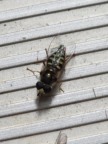 Unknown species found near Inyo County, US-CA, US