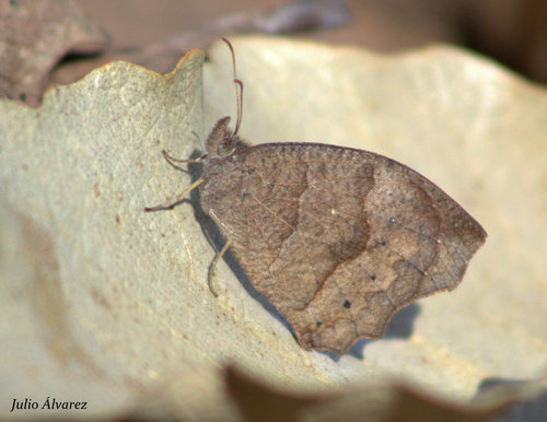 Variable Satyr