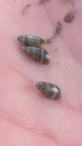 Pachyoliva semistriata
