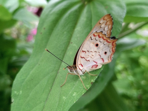White Peacock