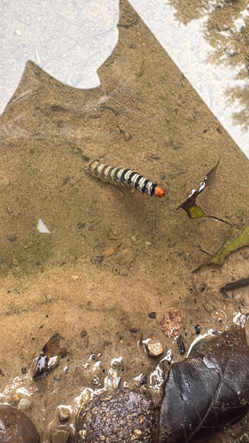 Isognathus swainsonii