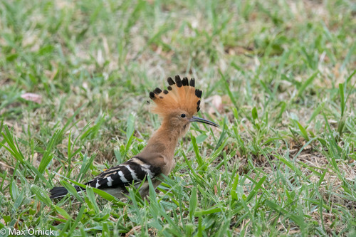 Madagascar Hoopoe