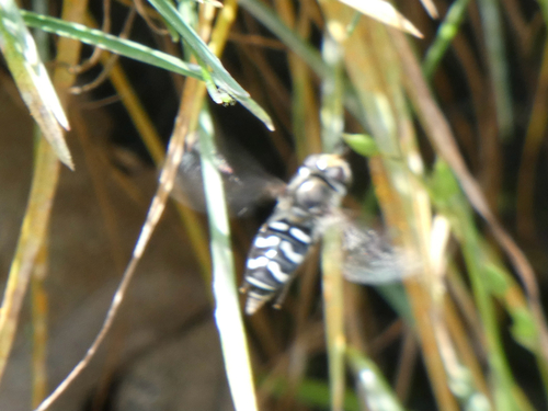 Unknown species found near Little Maui Trail, White Salmon, WA, US