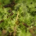 Telaranea nematodes - Photo (c) John Thomas McLaughlin, todos os direitos reservados, uploaded by John Thomas McLaughlin