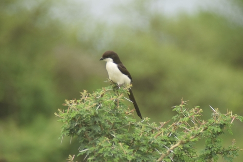 Long-tailed Fiscal