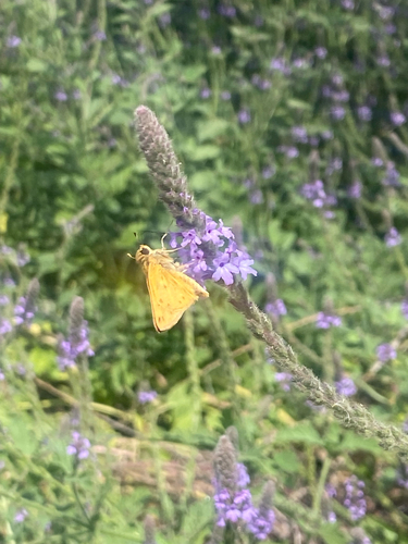 iNaturalist observation photo of Fiery Skipper