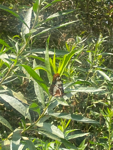 iNaturalist observation photo of Lorquin's Admiral