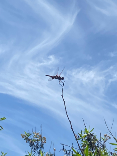 iNaturalist observation photo of Red Saddlebags
