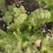 Asperifolia sullivantii - Photo (c) John Thomas McLaughlin, todos los derechos reservados, subido por John Thomas McLaughlin