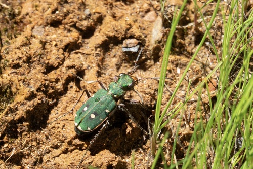 Green Tiger Beetle