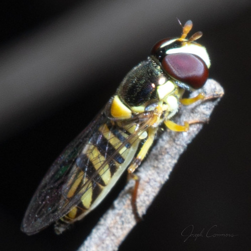 Unknown species found near Oleander Acres Garden