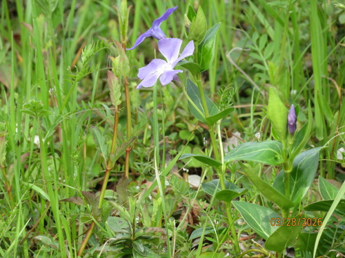 greater periwinkle
