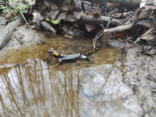 Fire Salamander