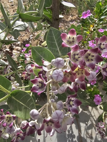 giant milkweed