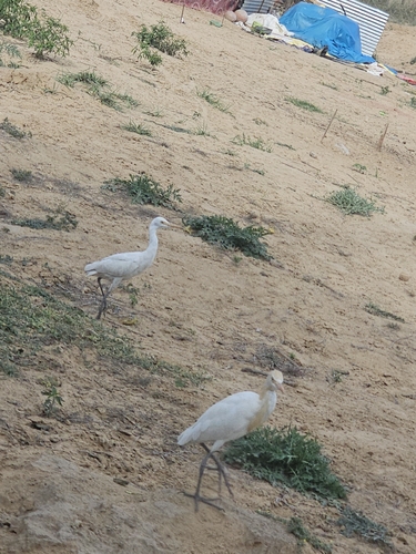 Eastern Cattle-Egret