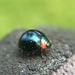 Metallic Blue Lady Beetle - Photo (c) Alyssa Crittenden, all rights reserved, uploaded by Alyssa Crittenden
