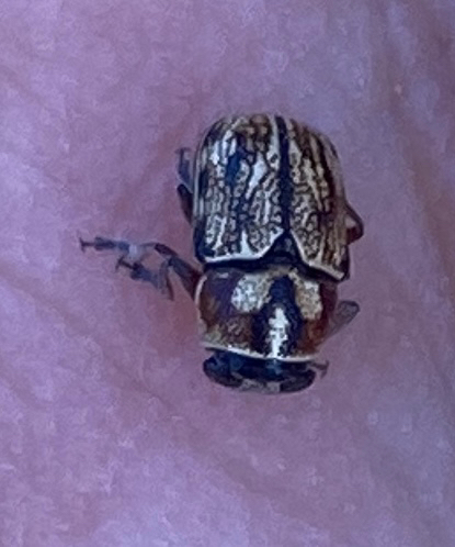 Pachybrachis subvittatus