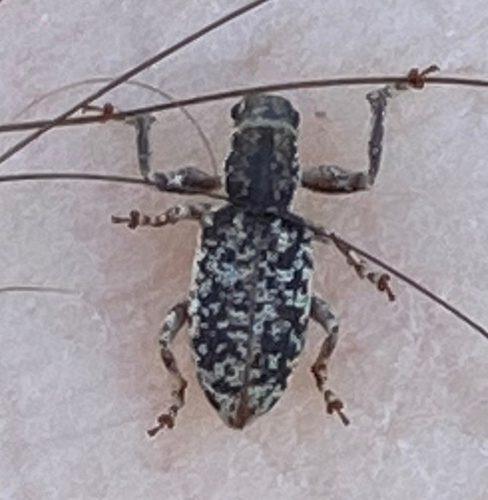Pandeleteinus elytroplanatus