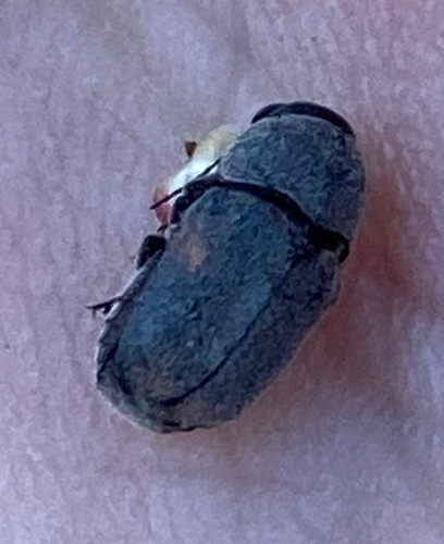 Pachybrachis morosus