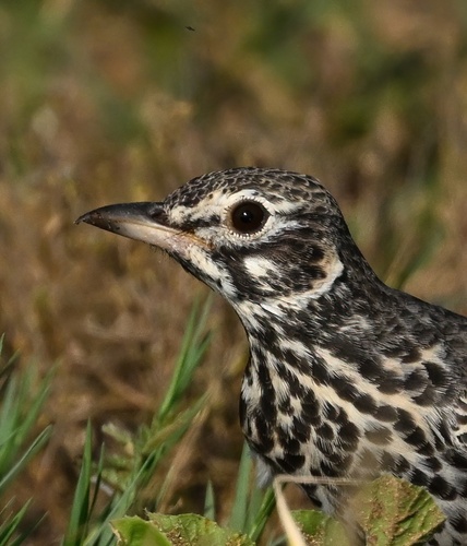 Dusky Lark