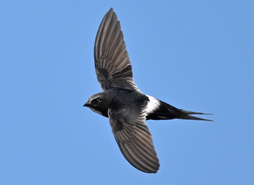 White-rumped Swift