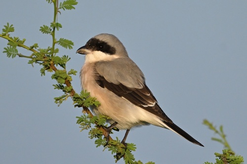 Lesser Grey Shrike