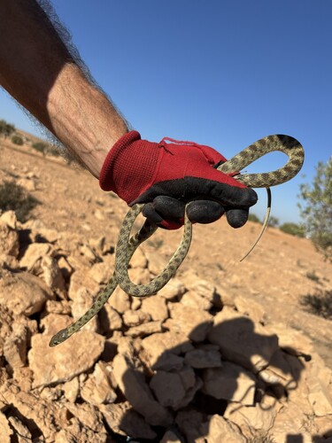 Algerian Whip Snake