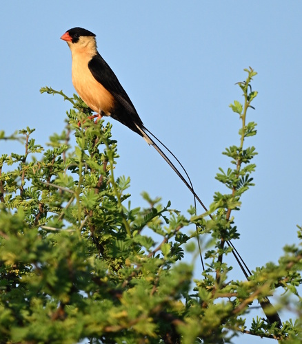Shaft-tailed Whydah
