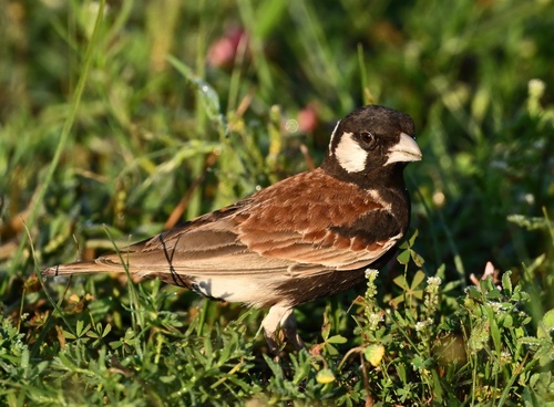 Chestnut-backed Sparrow-Lark