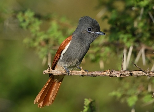 African Paradise-Flycatcher