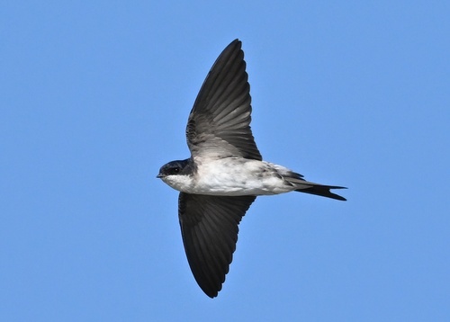 Western House Martin
