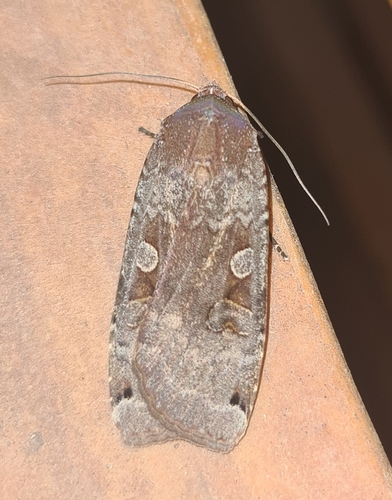 Large Yellow Underwing