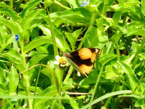 Yellow Pansy