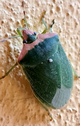 Southern Green Stink Bug