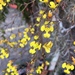 Erycina echinata - Photo (c) Marcos Vinagrillo, all rights reserved