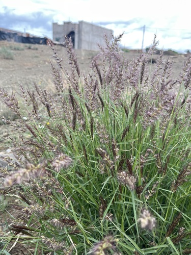 buffelgrass