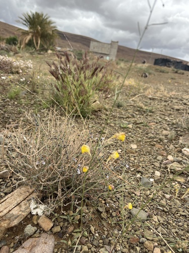 Nanorrhinum heterophyllum
