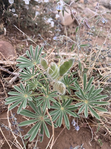 Lupinus tassilicus