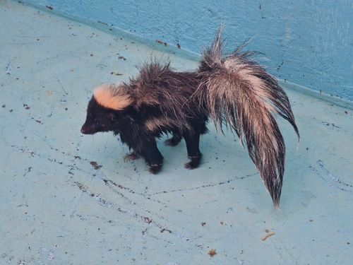 Hooded Skunk observed by archaeo-mike