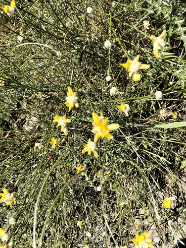 Avistamiento Genista umbellata