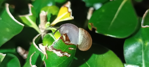 Cornu aspersum