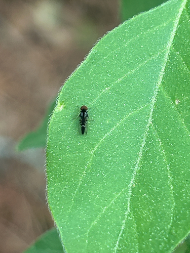 Unknown species found near Wheatfields Ct, Decatur, GA, US