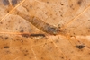 Eastern Grass Shrimp - Photo (c) Scott Bolick, all rights reserved, uploaded by Scott Bolick