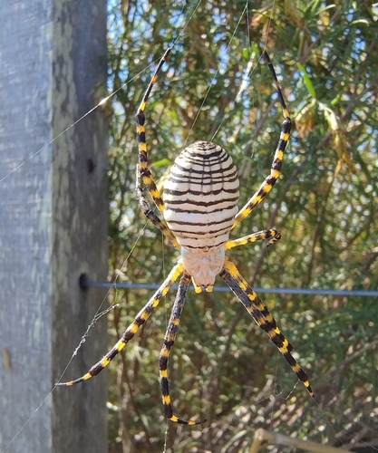Banded Garden Spider
