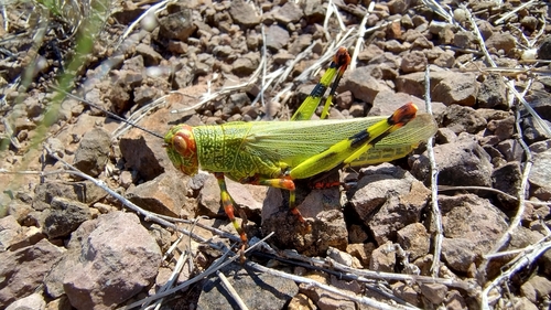 Zoniopoda tarsata