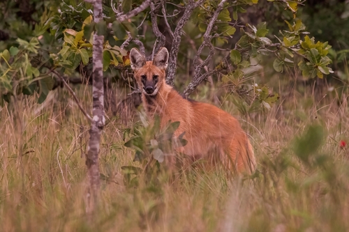Maned Wolf