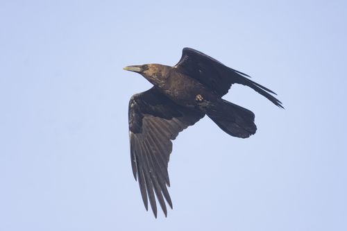 Brown-necked Raven
