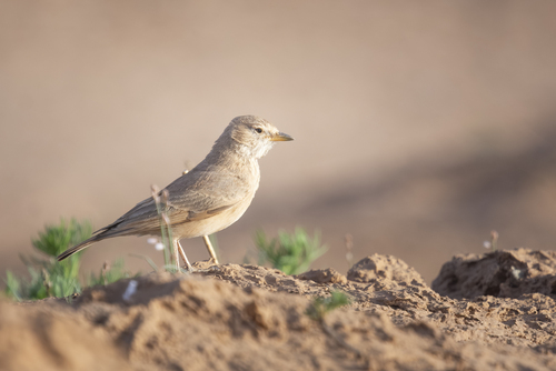 Desert Lark