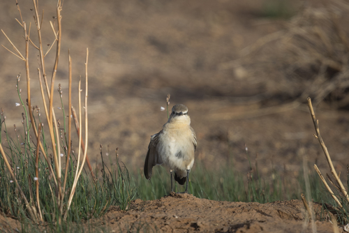 Northern Wheatear